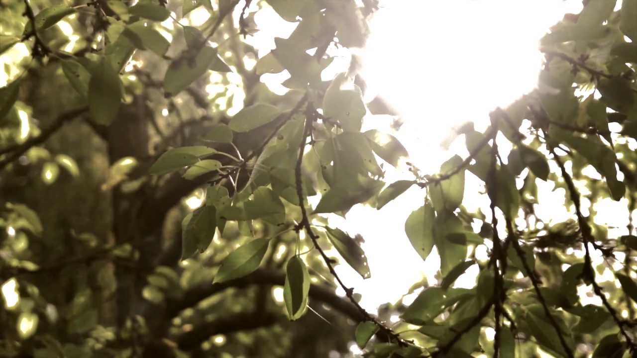 Jonny Pechstein - Sunleaves
