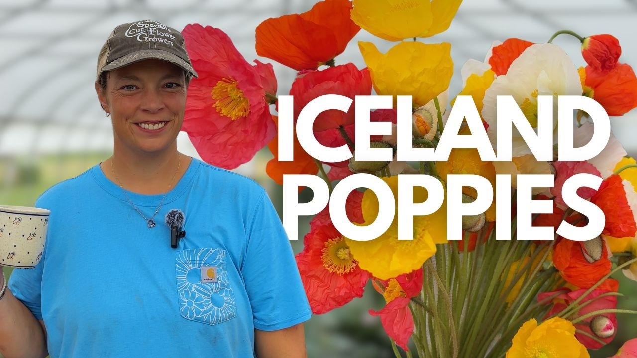 How to Grow Icelandic Poppies for Cut Flowers (Hundreds of Spring Stems!)