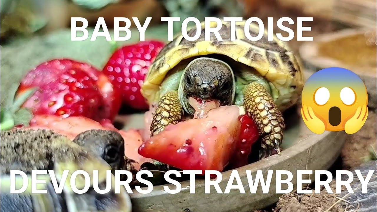 FRUIT TREAT DAY for BABY HERMANN's TORTOISES 🇫🇷🇵🇭 #tortoise #tortoiselove #terrarium