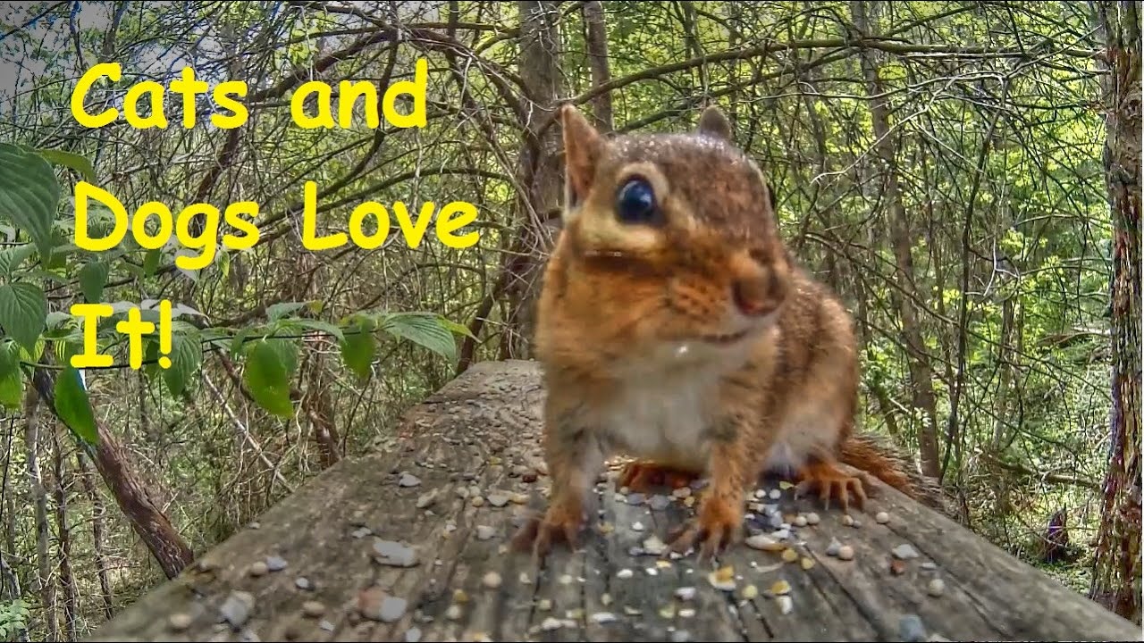 Entertainment Video For Cats and Dogs -  Chipmunk in Forest