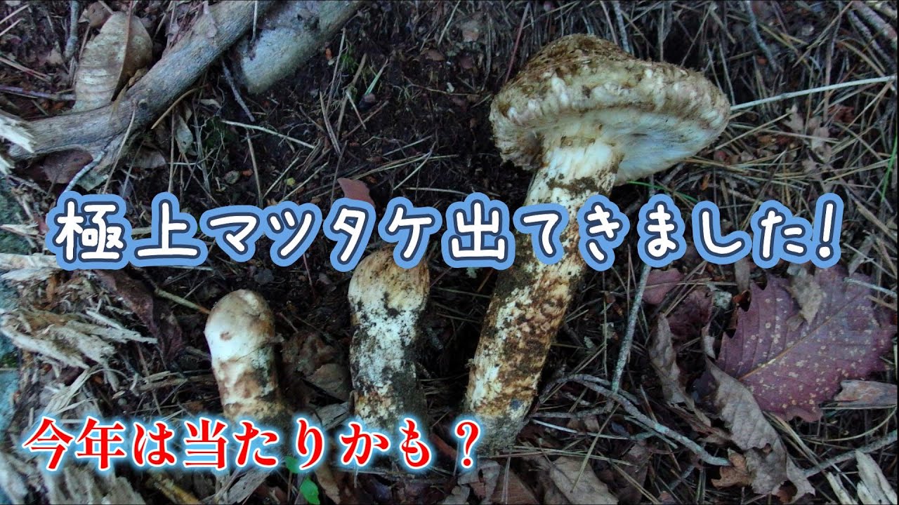 【極上マツタケ出てきました！】シーズン到来！クマ出没注意です🧸
