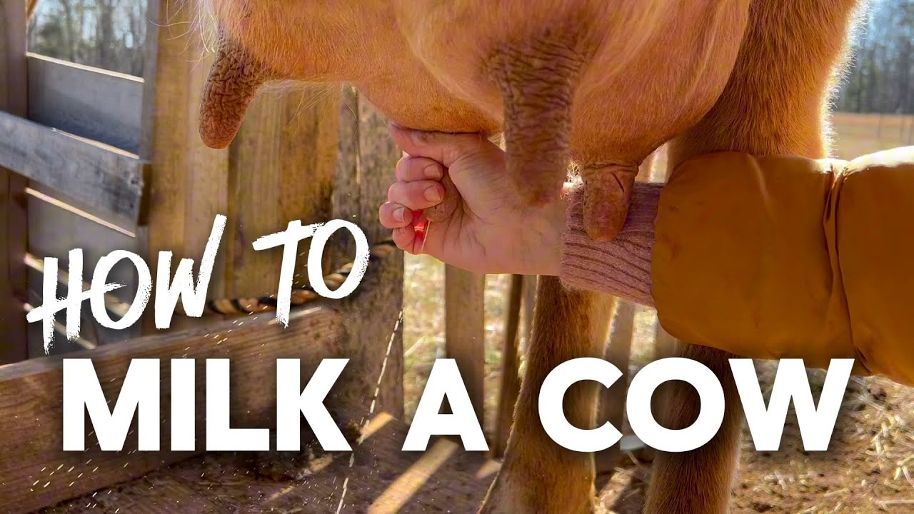 How to milk a cow - hand milking our family milk cow!