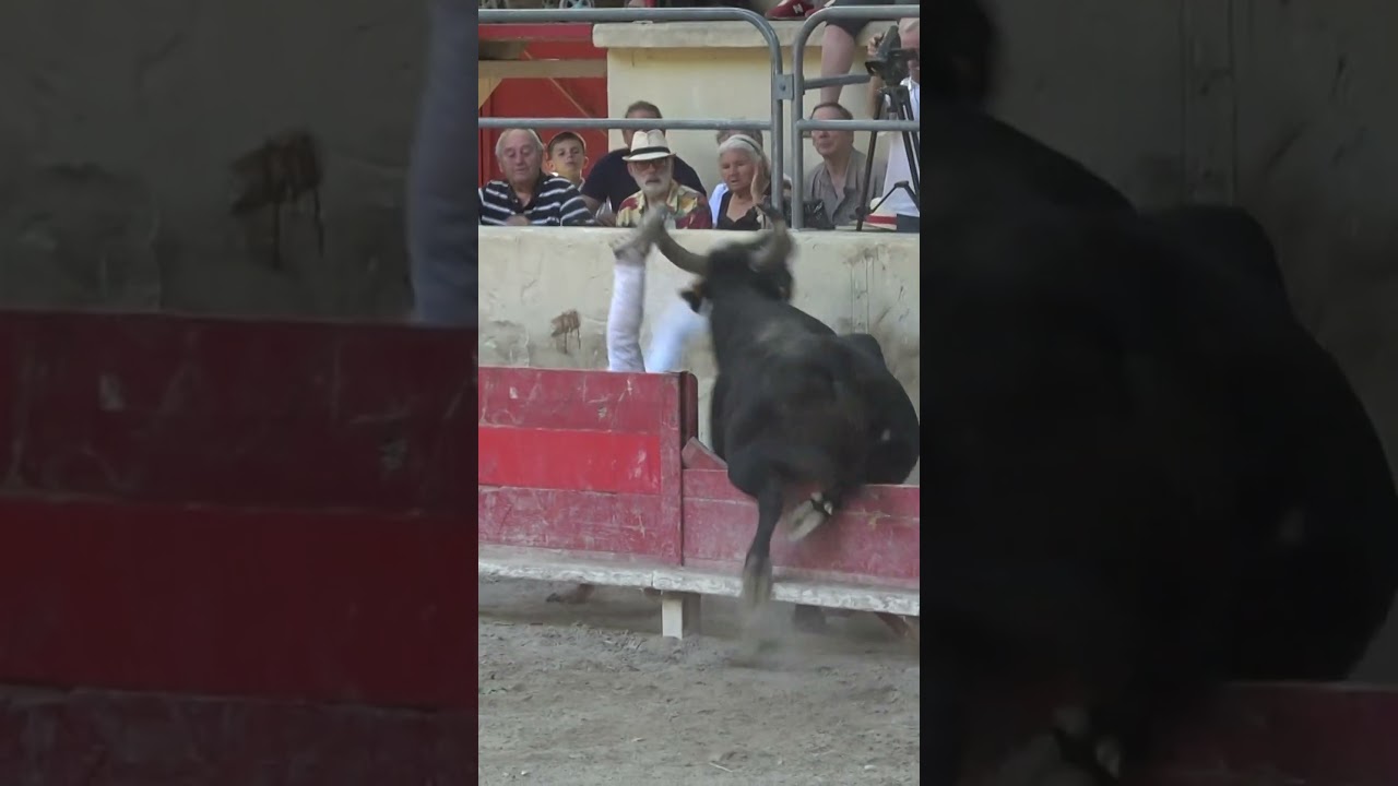 Accrochage du raseteur P. Laurier aux ar&egrave;nes de Sommi&egrave;res  #aficionados #tradition #shorts #animals