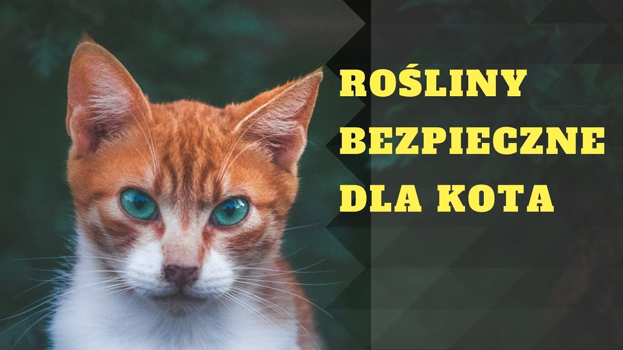 20 roślin bezpiecznych dla kota