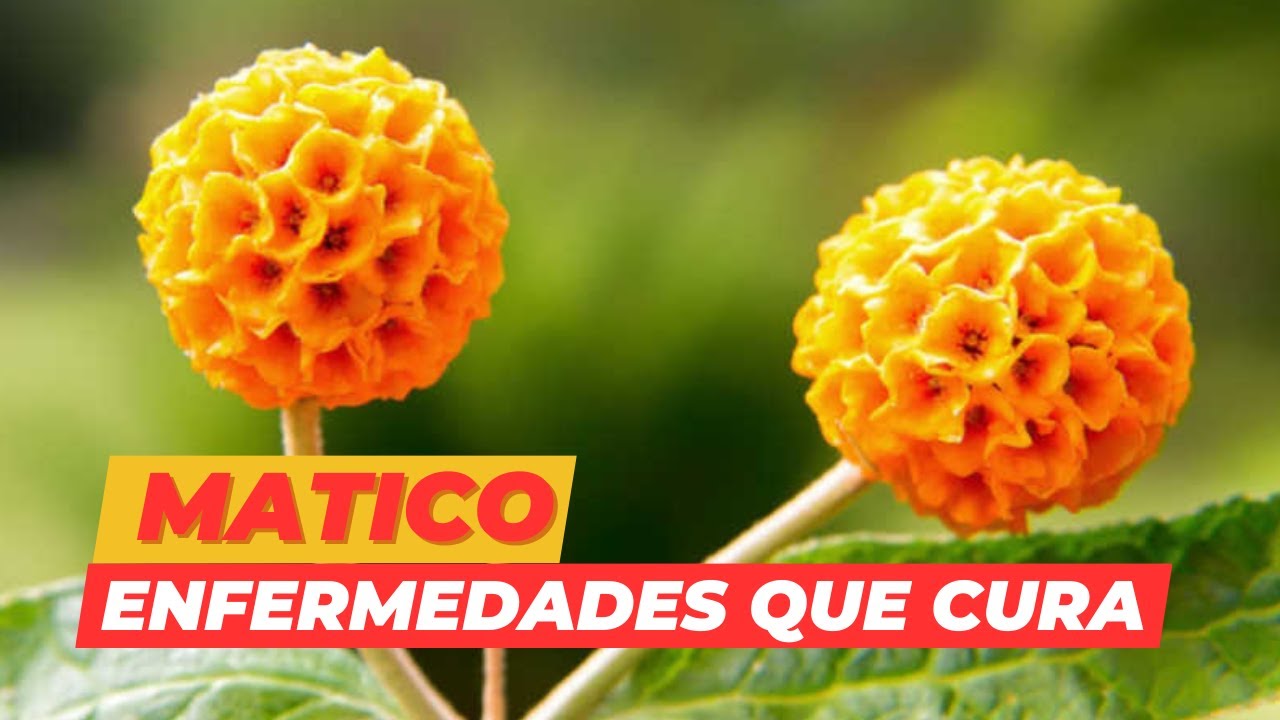 Beneficios del matico estas son las enfermedades que cura | matico propiedades y contraindicaciones