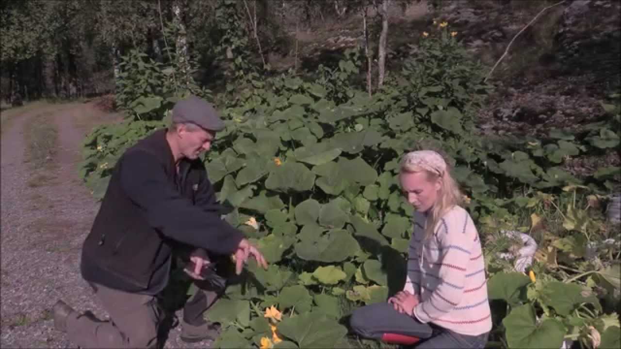 Grisarna gör jobbet i odlingen hos Stadsjord.