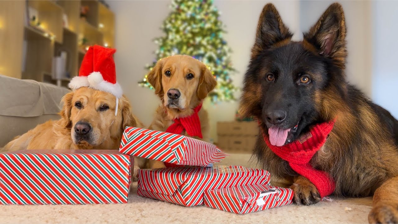 Christmas LIVE: Surprising My Dogs with Christmas Presents…