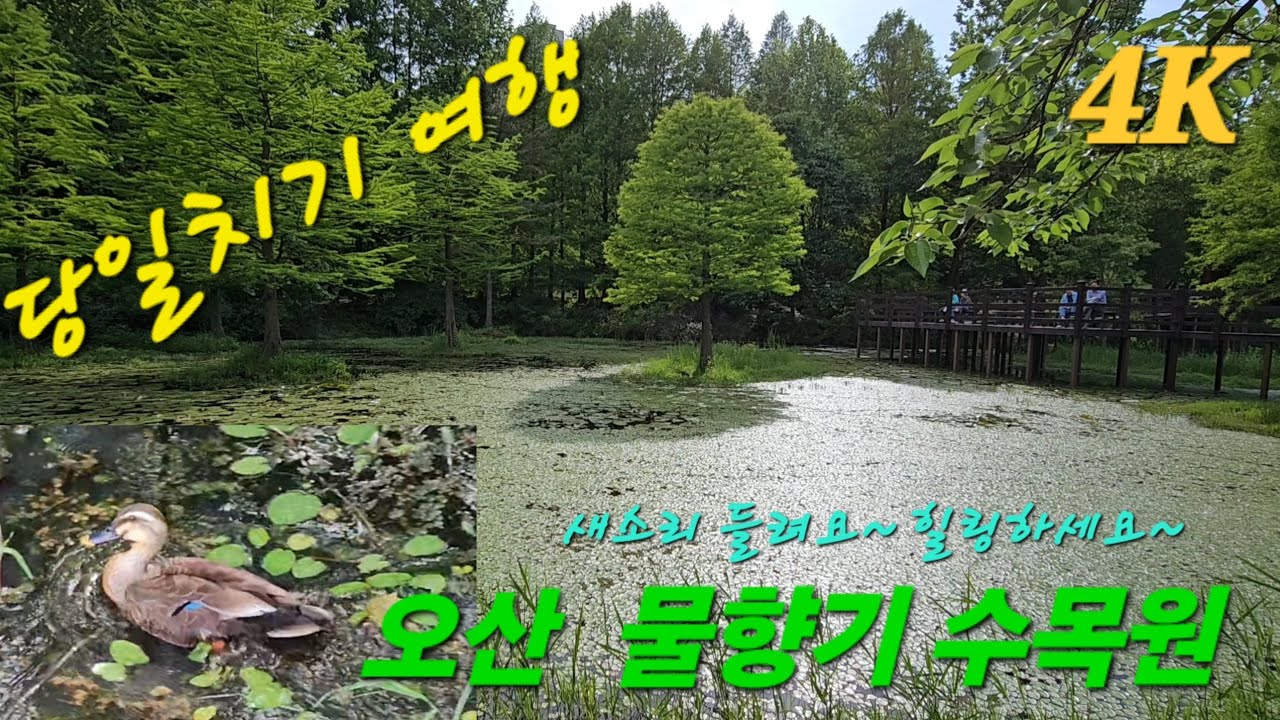 물향기수목원 당일치기 오산여행 새소리 들려요~ 힐링하세요~ 4K영상
