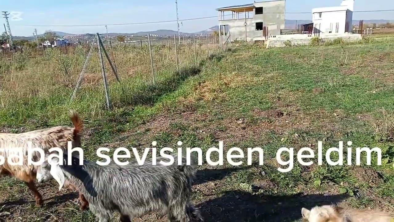 “Hem Servis Şoförü Hem Çoban: Günlük Hayatım”