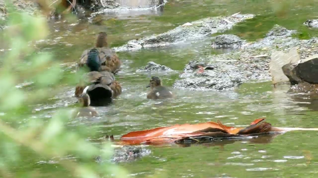 Chestnut Teal family foraging in Gardiners Creek Melbourne Australia 30 Dec2025