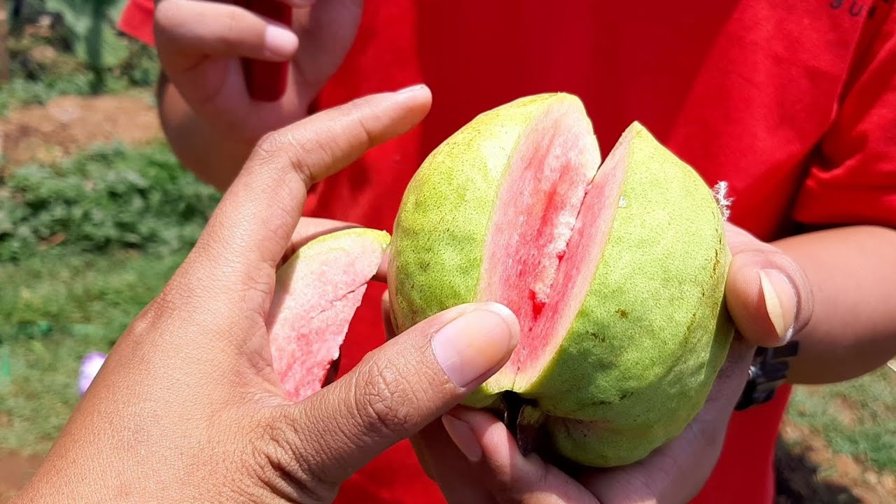 Panen jambu red diamond