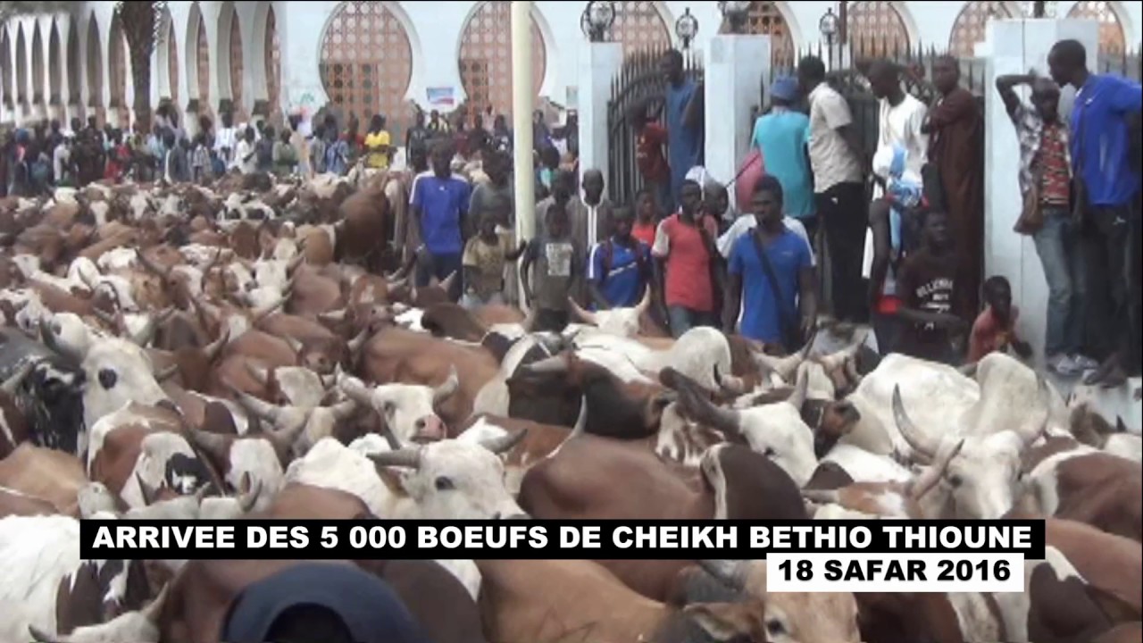 ARRIVEE DES BOEUFS DE CHEIKH BETHIO THIOUNE MAGAL 2016