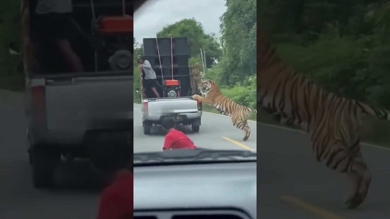 video amatir‼️detik-detik seekor harimau liar menyerang soundhoreg #trending #shorts #harimau #viral