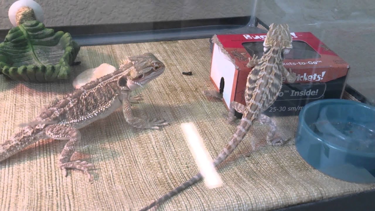 Cricket Box