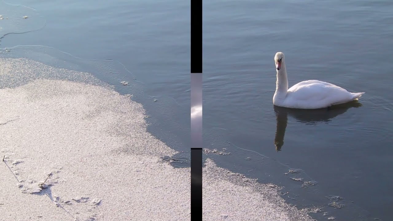 SEBIT 1min Symphony - Winter Birdsong #music #symphony