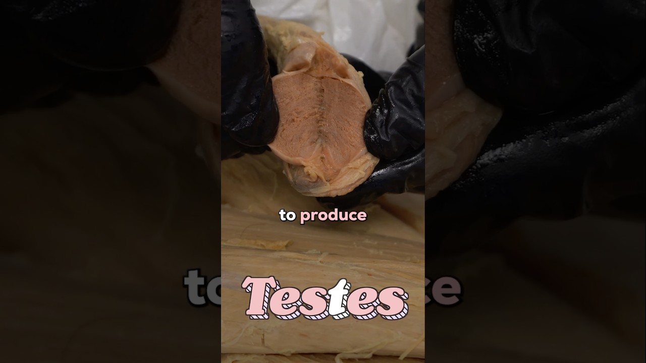 Действительно ли эффективны добавки с тестостероном?