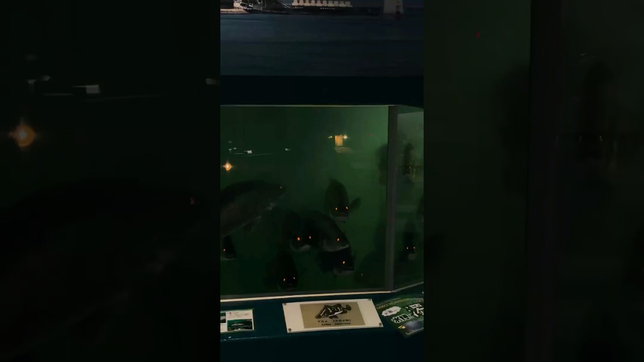 This Aquarium in Japan Has the Scariest Fish! 🐟😰 (@meenmeen_0 on IG) #shorts #japan