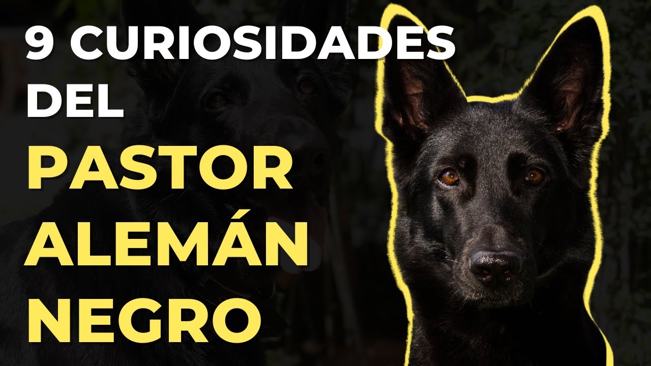 9 CURIOSIDADES DEL PASTOR ALEMÁN NEGRO