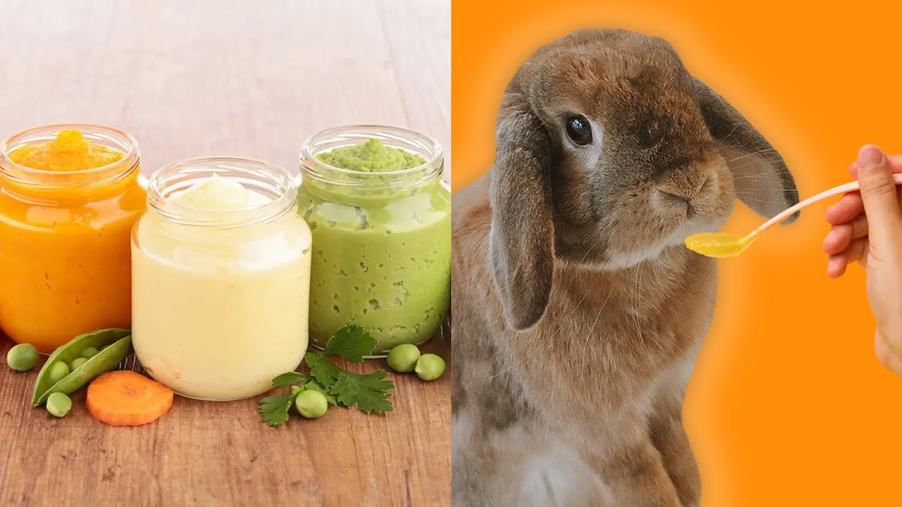 New Rabbit Treat Hack?! BABY FOOD Taste Test!