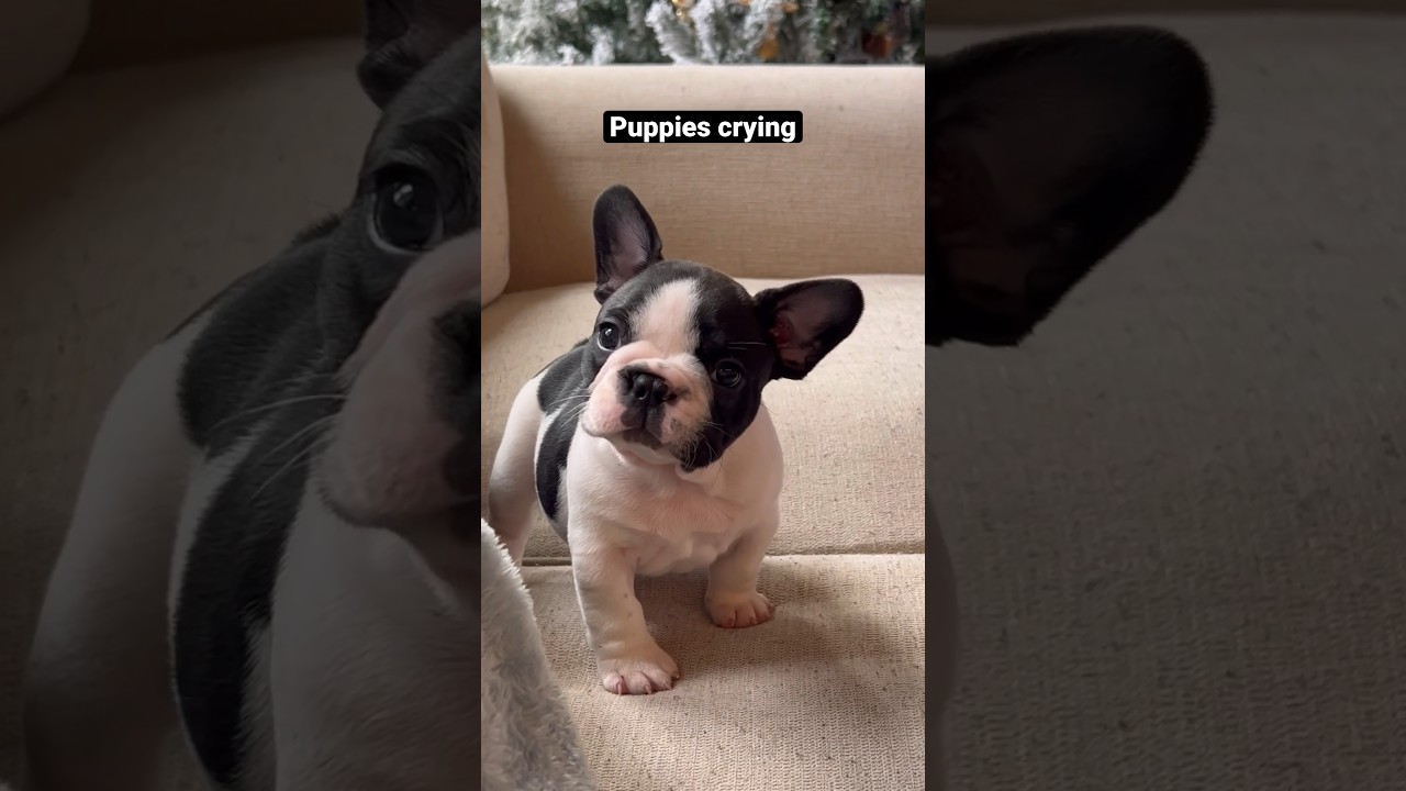 Puppies crying compilation - saddest French Bulldog puppies 😭 #shorts #puppy #dogs #pets  #viral
