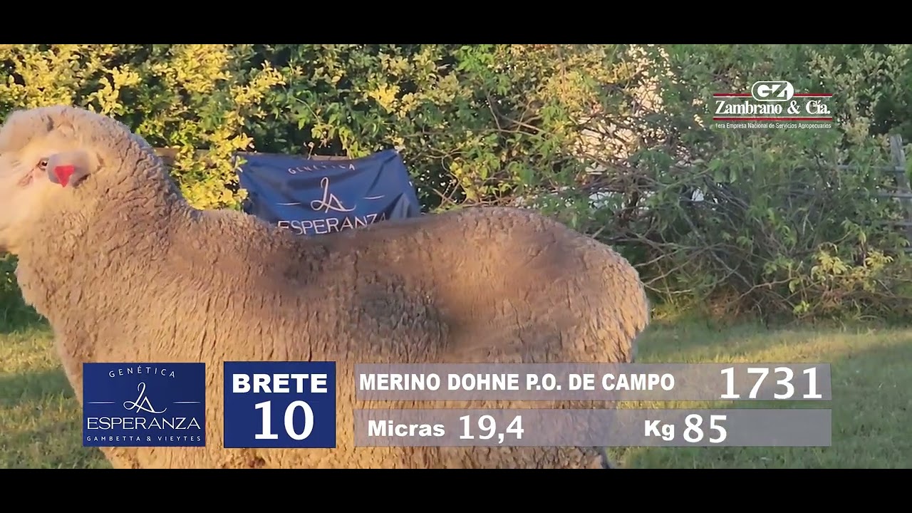 Brete 10 rp 1731 Merino Dohne