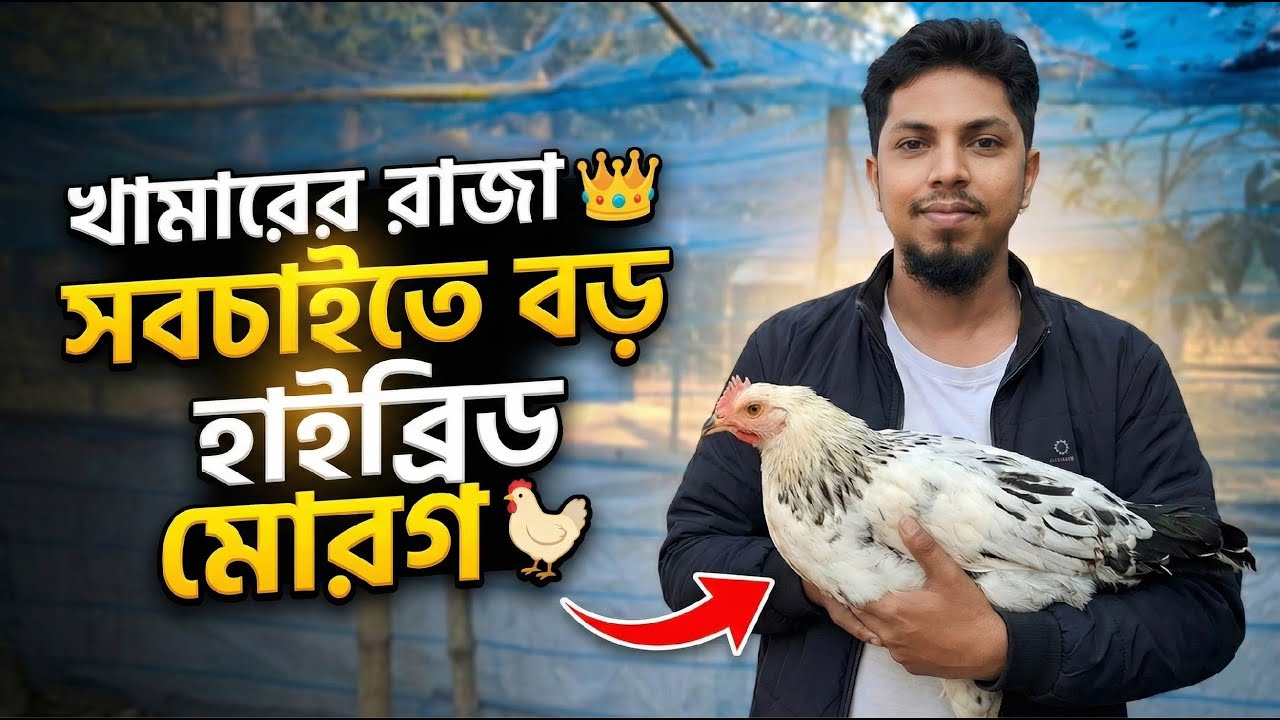 আমার খামারের সবচাইতে বড় হাইব্রিড মোরগ 🐓 #দেশিমুরগি #ফাওমিমুরগি #তিতিরপাখি #ছোটখামার