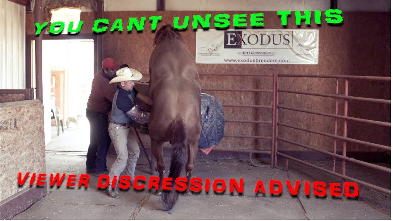 Palpating Mares, Stallion Semen Collection  Just another day on the ranch #horse #ranch #equine