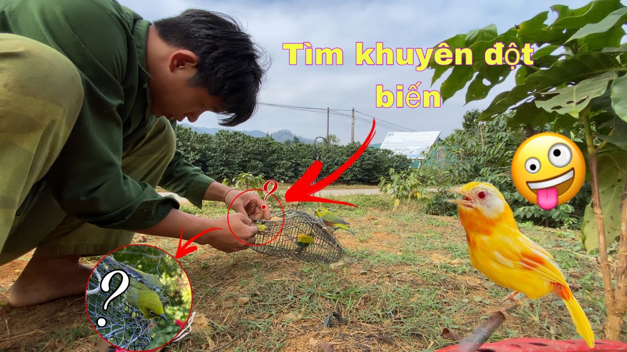Thử Thách Tìm Bẫy Chim Khuyên Đột Biến Bằng Keo Cực Chất , Bẫy Chim Khuyên | Duy Tôm Tv