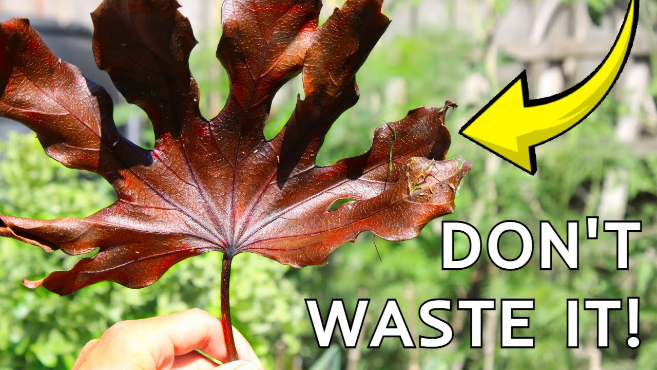 4 ways to MAXIMISE your garden’s self-sufficiency