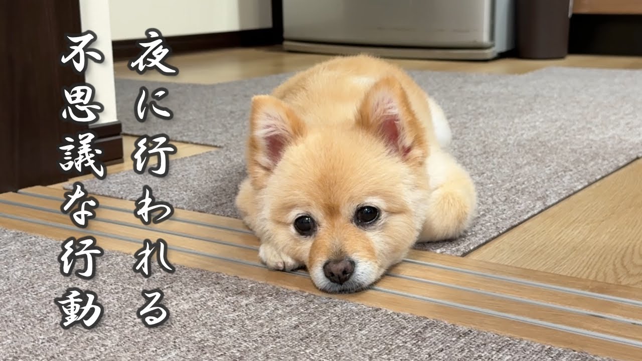 夜になると必ず行われる、ポメくんの不思議な行動