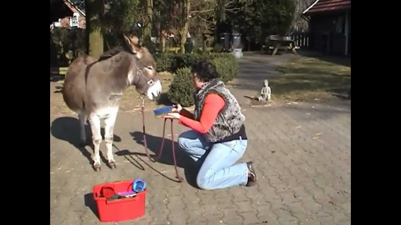Onthaastend wandelen met een ezel