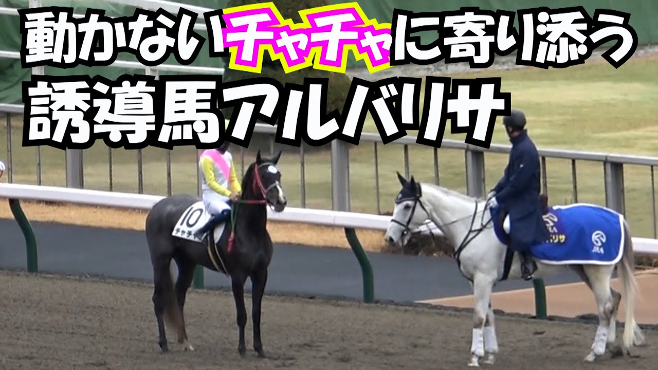 2022 誘導するだけではない 誘導馬 のお仕事 現地映像 東京競馬場