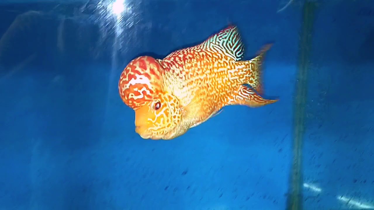 GOLDEN BASE FLOWERHORN Mustard the Bastard!