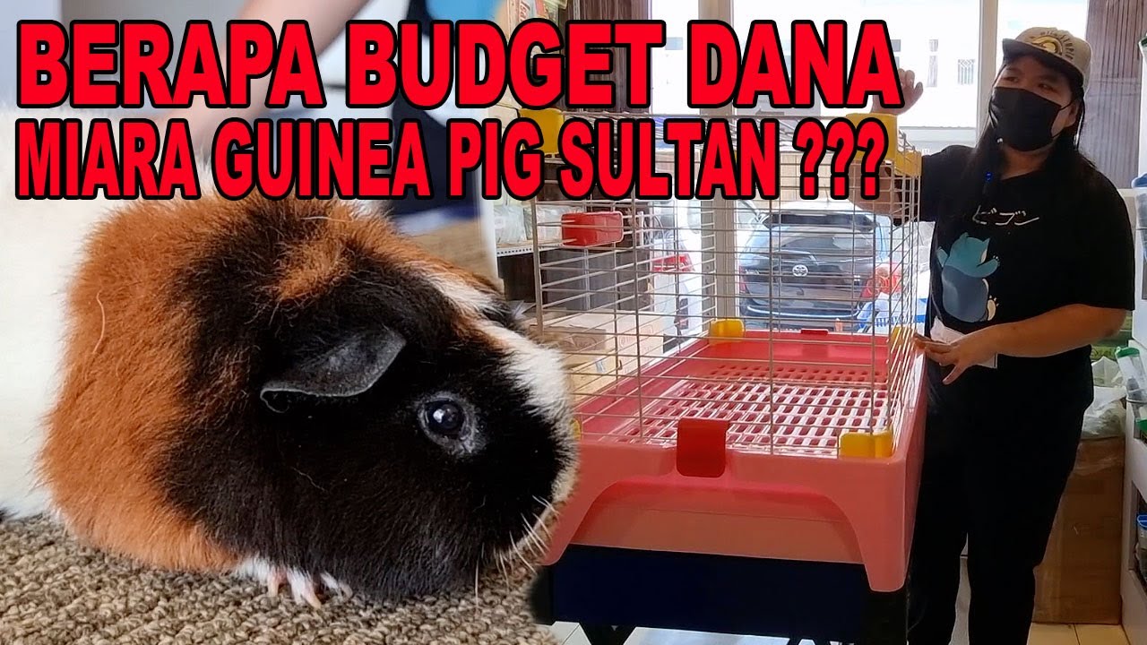 BERAPA BUDGET UNTUK MIARA GUINEA PIG KELAS SULTAN ?