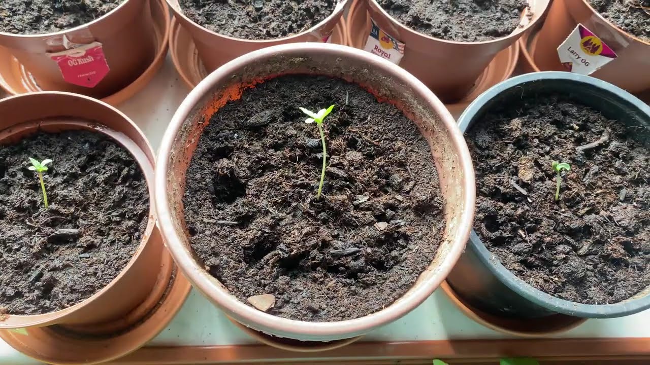 Jak nakl&iacute;čit semena konop&iacute; se 100% &uacute;spě&scaron;nost&iacute;/ How to germinate hemp seeds with 100% sucess-CZ, EN