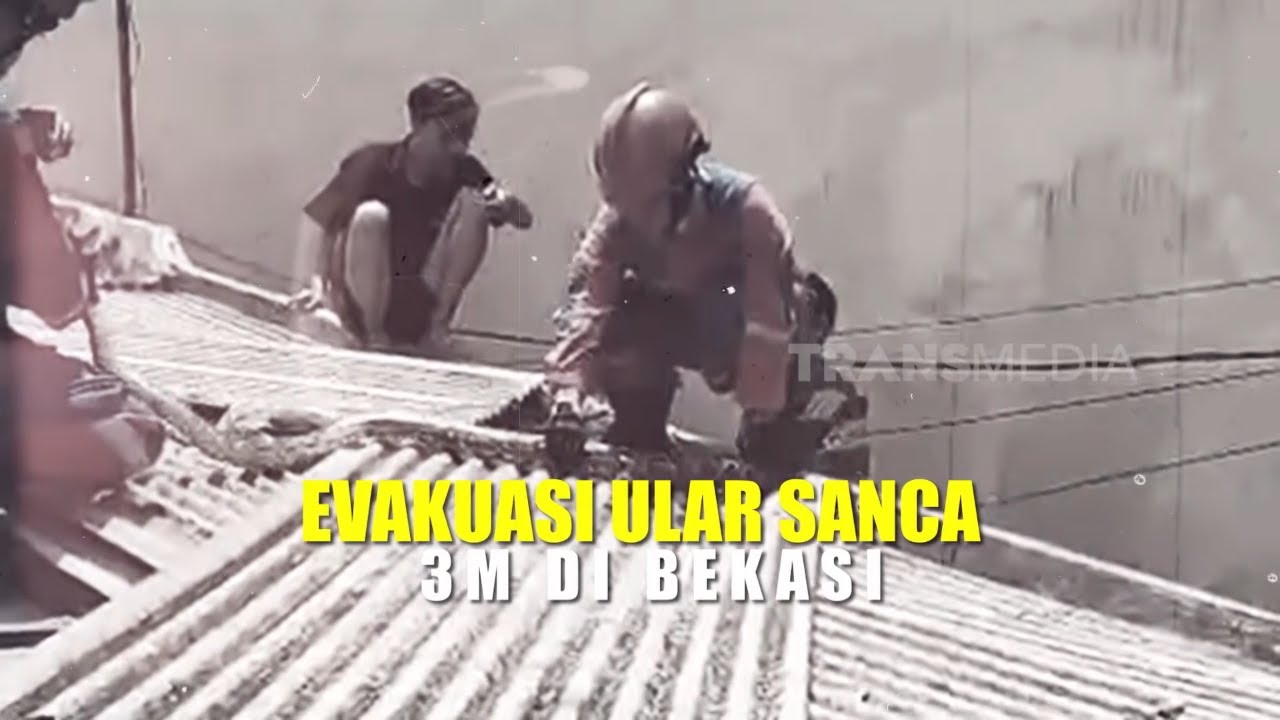 Evakuasi Ular Sanca 3 Meter Di Bekasi | UJUNG-UJUNGNYA DAMKAR (02/03/26)