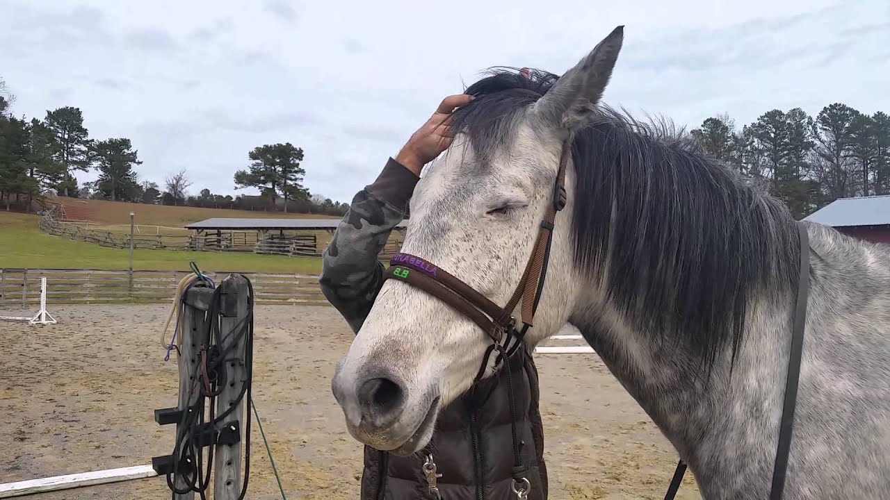 Jeff putting on the Ultimate Bitless Bridle on Luna