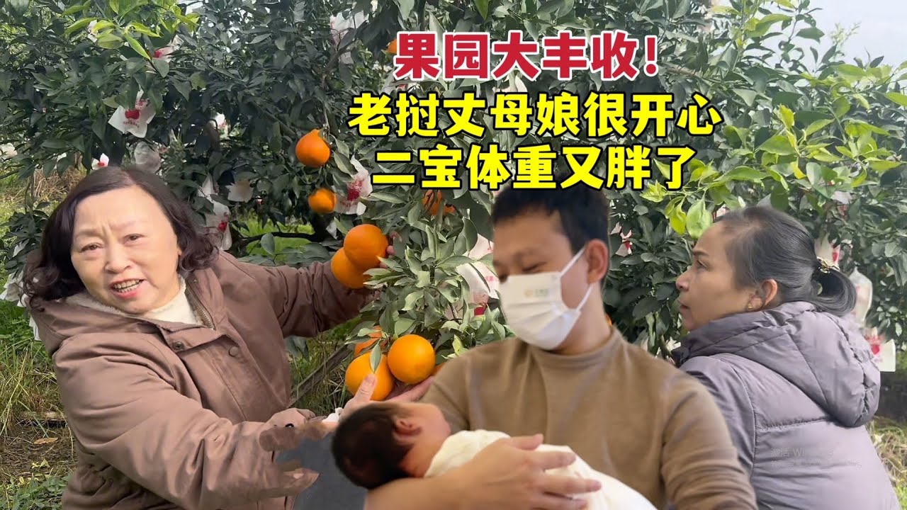 中国亲家果园大丰收！老挝丈母娘很激动，小雅在坐月子二宝体重又上涨了
