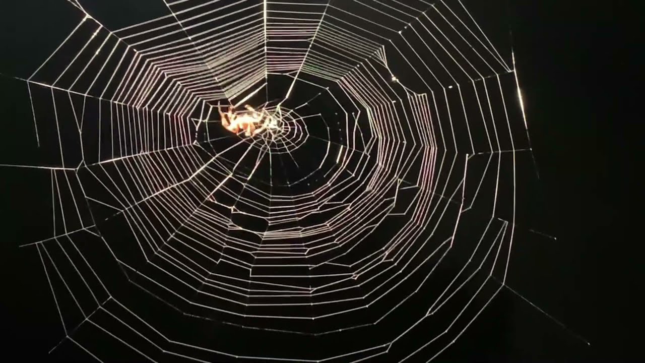 BEAUTIFUL SPIDER WEB BEING MADE OUTSIDE MY DOOR.