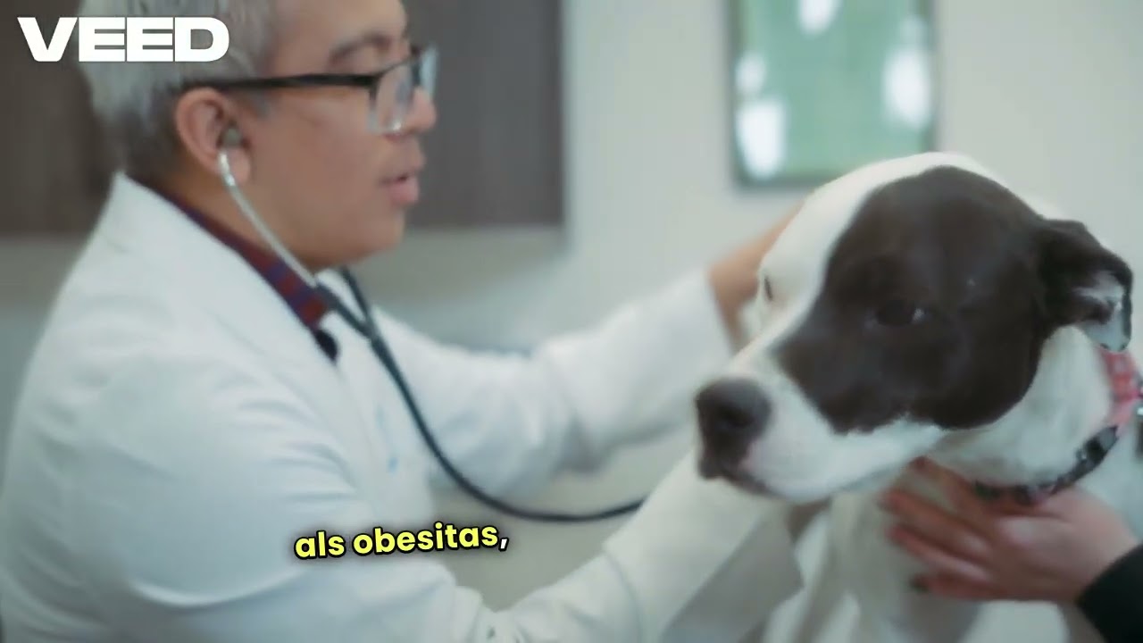 Waarom Hijgt Mijn Hond  Ontdek Het! Ontdek de redenen achter het hijgen #hond #honden