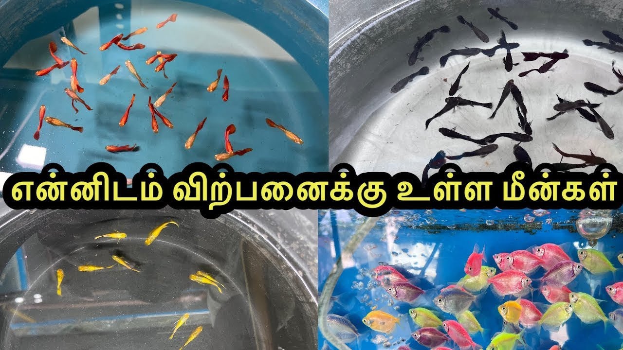 என்னிடம் விற்பனைக்கு உள்ள மீன்கள்|ExoticGuppy|All In Our Fishes|Sales Video|Aquarium#petslovechannel