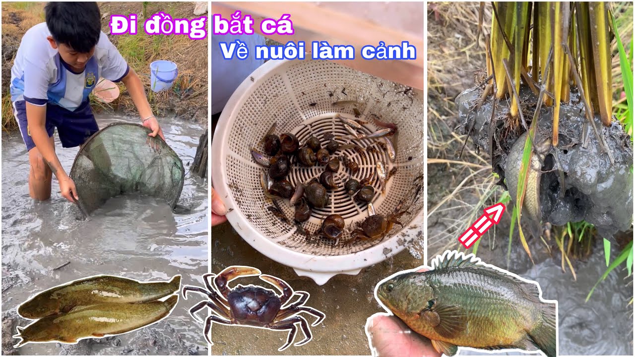 Trở về tuổi thơ, đi đồng bắt cá về nuôi làm cảnh, gặp con cá rô đâm đầu vô bụi lúa / Trân Fish 