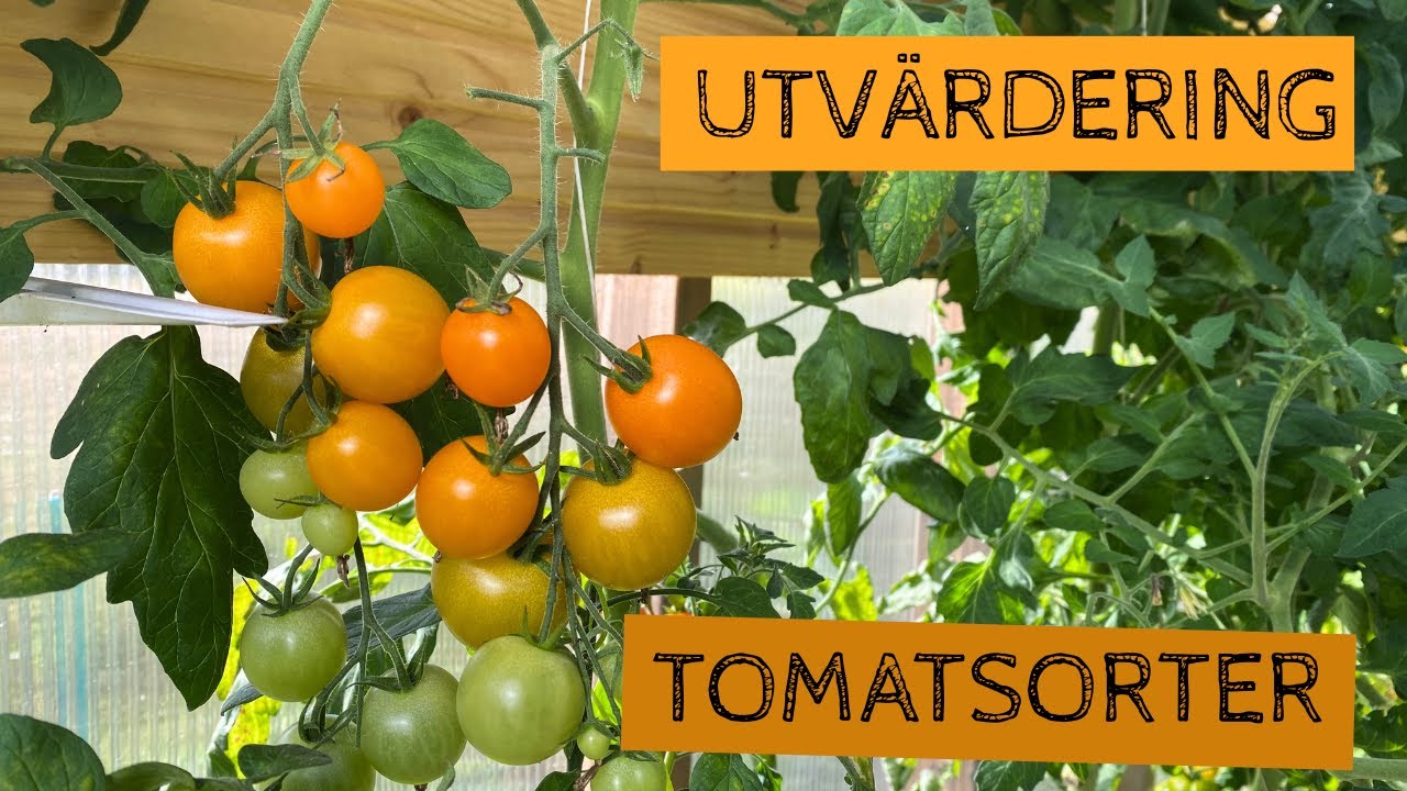 Utvärdering av årets tomatsorter (2025) - Vilka kommer jag att odla igen?