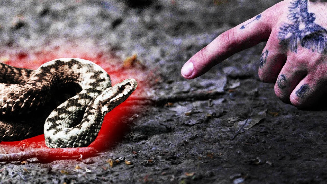 ❌ JAD POLSKIEJ ŻMII ZYGZAKOWATEJ ❌