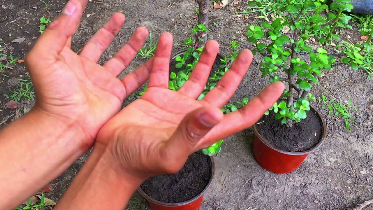 &Aacute;rbol De La Abundancia/planta del dinero/ portulacaria afra Reproducci&oacute;n y poda