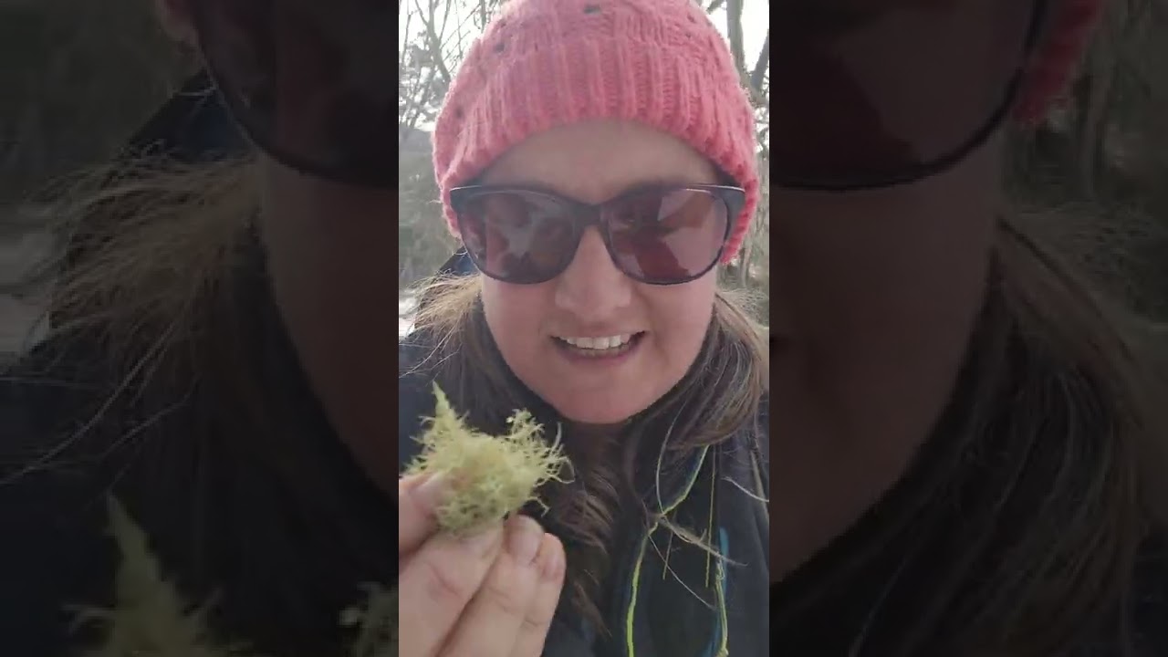 Fruticose Lichen Mount Hotham