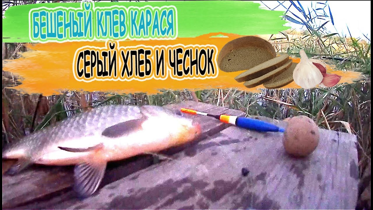 Рыбалка на поплавок Бешеный клев карася на серый хлеб с чесноком рыбалка осенью