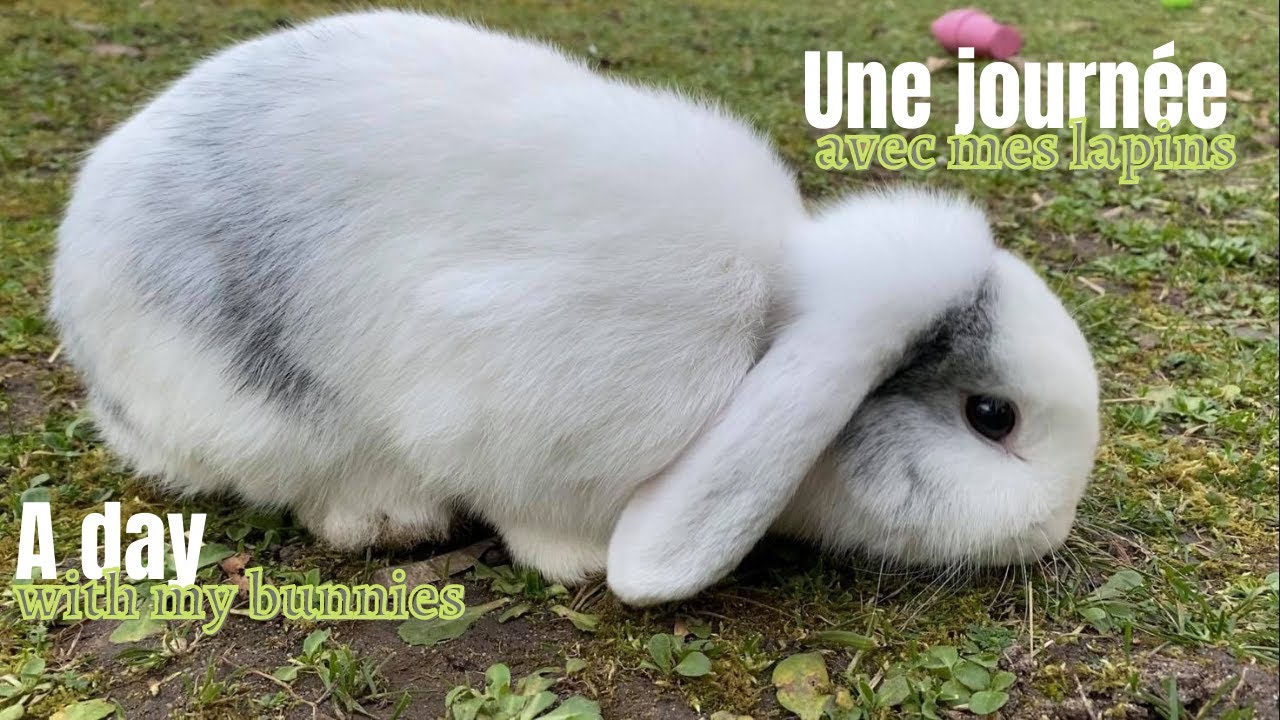 UNE JOURNEE AVEC MES LAPINS || A day with my bunnies [Routine]