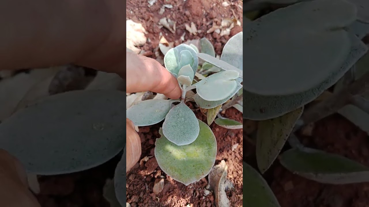Kalanchoe bracteata o cuchara de plata 