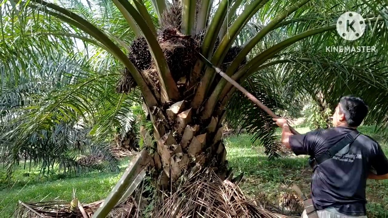 Sawit TN1 Panen di bulan puasa
